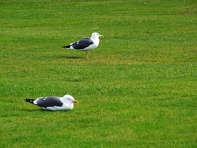 Seagull, pájaro, animal, Blanco, alas, volar, Reino Unido
