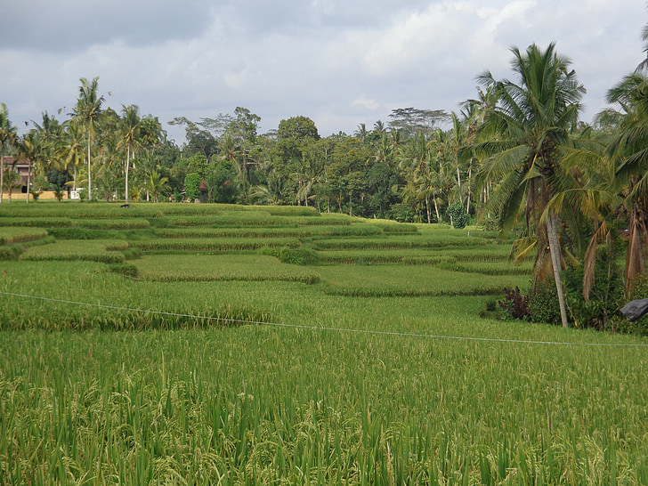 Бали, Ubud, ricefields