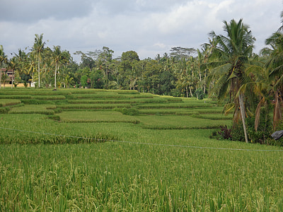 Bali, Ubud, arrozais