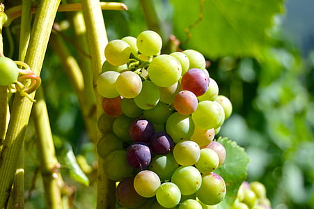 Rebstock, виноград, Хенкель, виноград, закрыть, Вайн, Виноградник