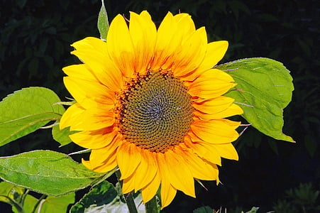 Sun flower, õis, Bloom, kollane, ere, Aed, suvel