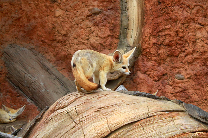 dier, woestijn vos, Seoul national university park, dierentuin, schattig, weinig, Lovely
