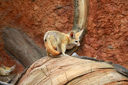 looma, Desert fox, Soul Riikliku Ülikooli park, Zoo, Nunnu, väike, armas