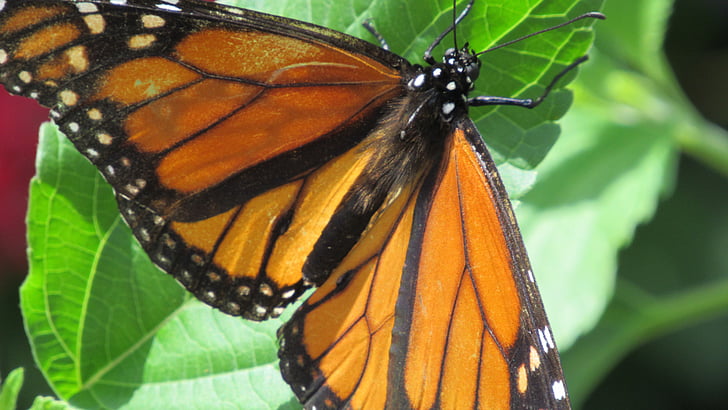 Monarch butterfly, Motyl, pomarańczowy, czarny, Monarcha, owad, Natura