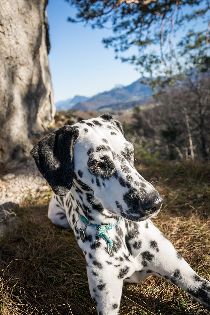 dalmatians, rock, mountain, dog, evening sun, nature, hike