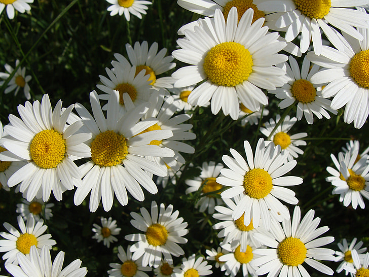 blommor, Marguerite, OX öga, vit, sommar, gul, blommande