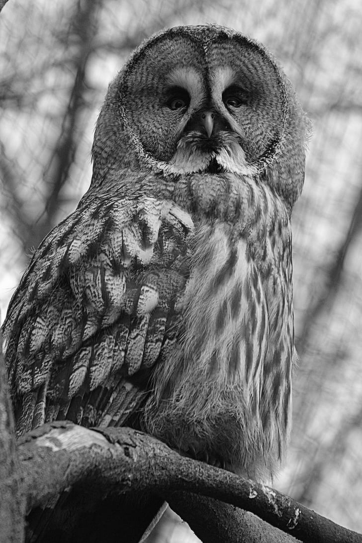 owl, screech owl, bird, feathers, beak