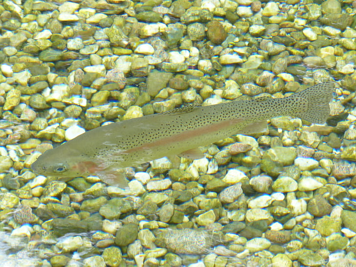 rainbow trout, fish, trout, water, oncorhynchus mykiss, salmo gairdneri, salmo irideus