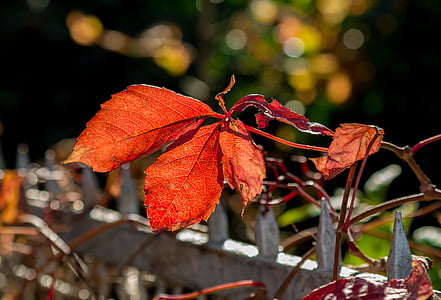 Есен, червен, листа, листа, природата, сезон, жълто