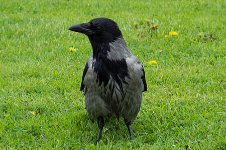 Raven, con chim, Bãi cỏ, cỏ, màu đen, màu xanh lá cây
