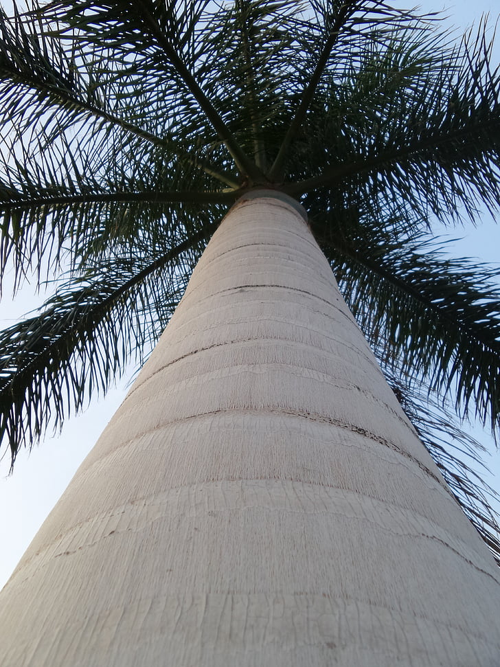 Palm, kỳ nghỉ, Thiên nhiên