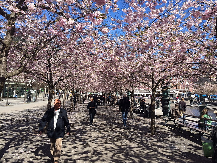 Stokholmas, pavasarį, žydėti, žydinčios japoniškos sakuros, medis, vyšnių žiedai, Pavasaris