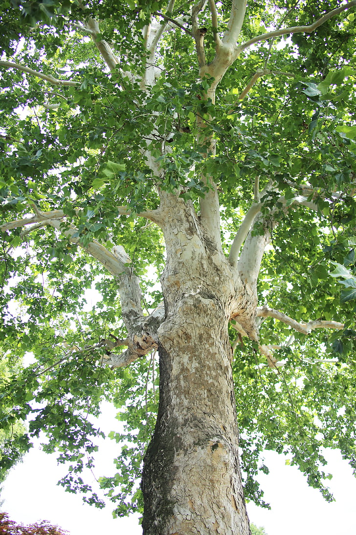 máy bay tree, gỗ, mùa thu lá, thân cây, màu xanh lá cây, mùa hè
