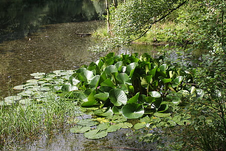 lake, pools, biotope, water lilies, nuphar, nature conservation, palatinate