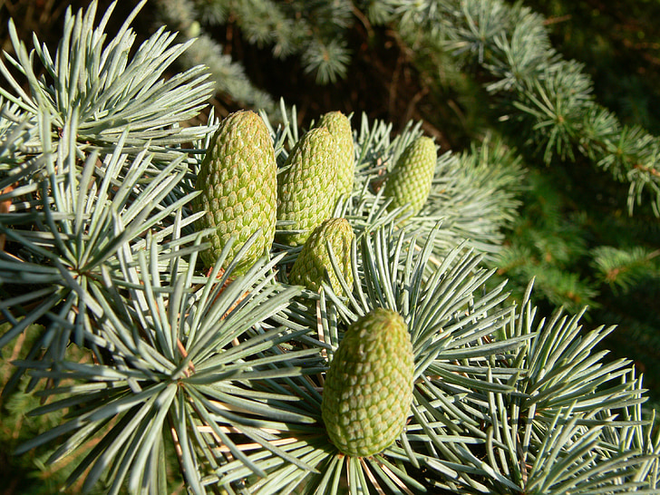 fir, tap, pine cones, forest, nature, wood, needles