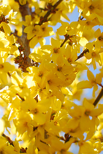 노랑 꽃 등, 봄, 노란색, 자연, 꽃