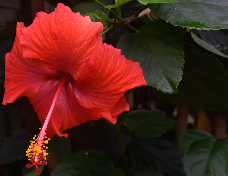 hibiscus, flower, botanical, tropical, bloom, plant, red