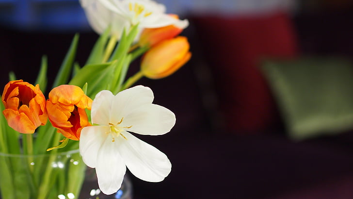 cvet, Tulipan, bela, oranžna, blizu, cvetlični, cvet
