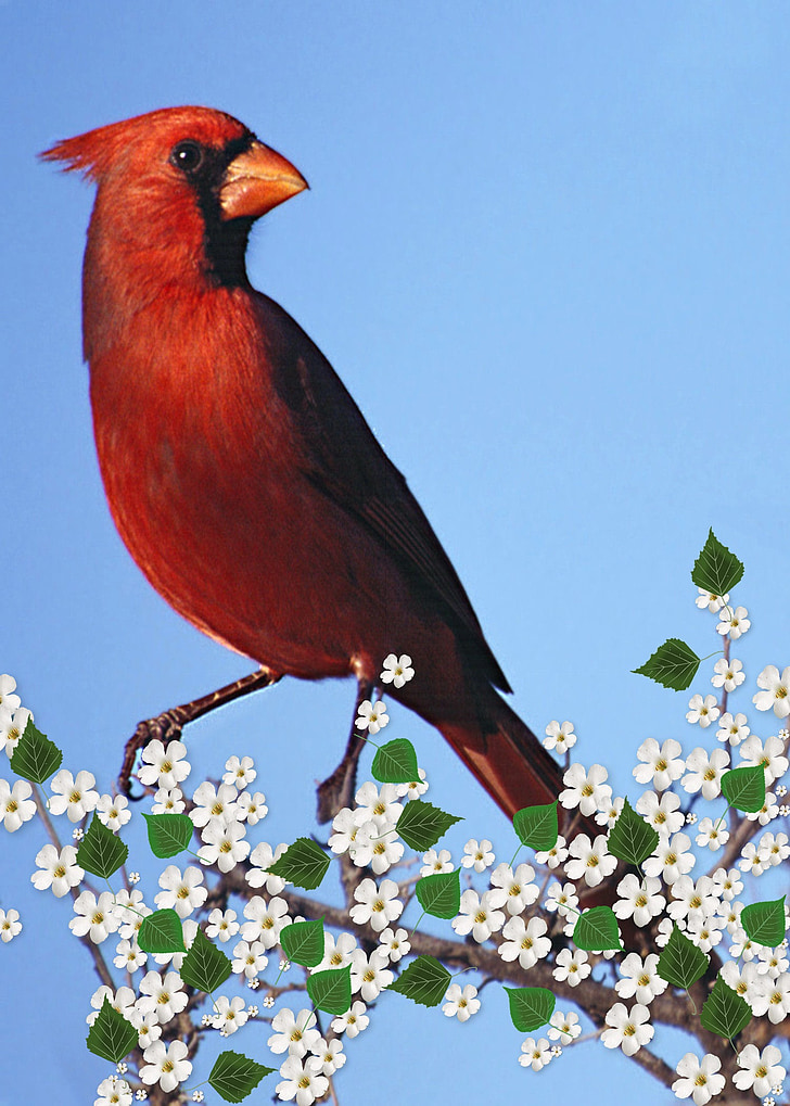 cardinal male, flowering branch, carddigital, art, artwork, nature, digital painting