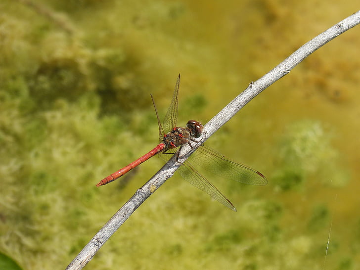 dragonfly, sympetrum striolatum, red dragonfly, branch, winged insect