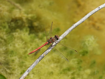 Dragonfly, Sympetrum striolatum, rød guldsmed, gren, bevinget insekt