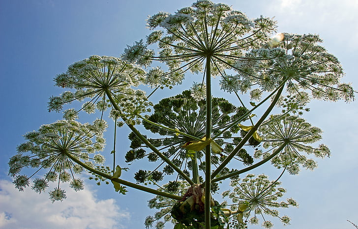 heracleum mantegazzianum, bereklouw, 공장, 자연, 꽃