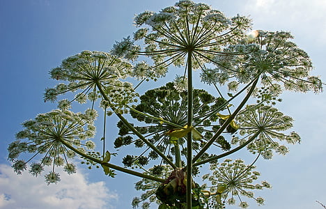 Heracleum mantegazzianum, bereklouw, anlegget, natur, blomster