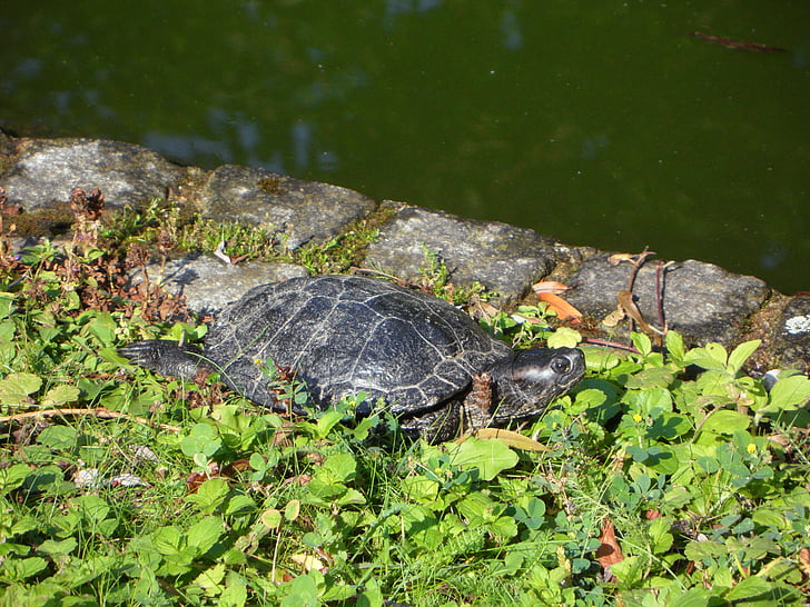 черепаха, водные черепахи, на воде, за танковую атаку