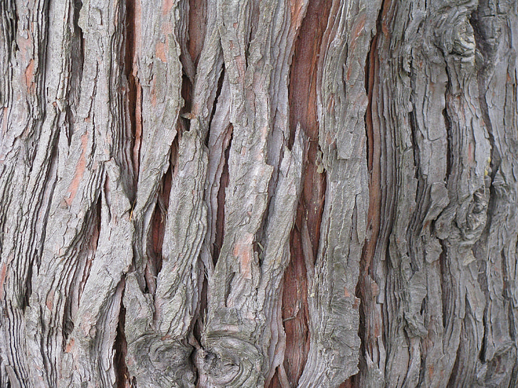 Cedar, treet, bark, bagasjerommet, hvit, lawsoniana, tre
