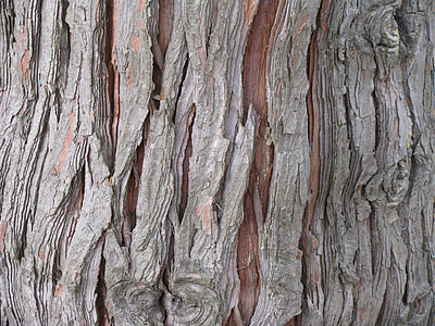 cedro, albero, corteccia, tronco, Chamaecyparis, lawsoniana, legno