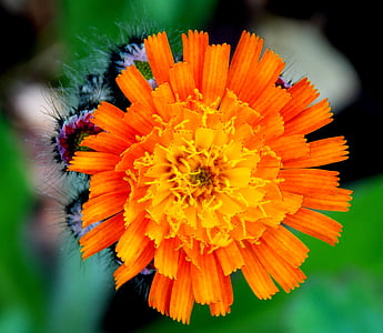 hawkweed, kompozitov, červená oranžová hawkweed, kvet, kvet, Orange, Divoká kvetina
