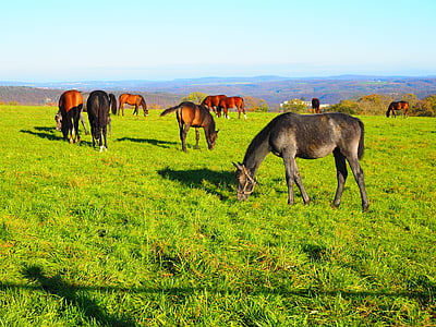 horses, pasture, pasture land, grass, green, agriculture, idyll