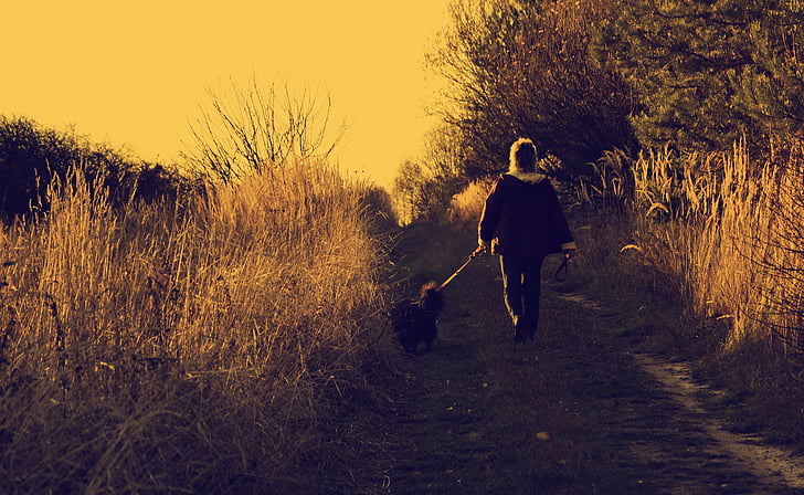 spacer, autumn, dog, nature, holiday, the silence