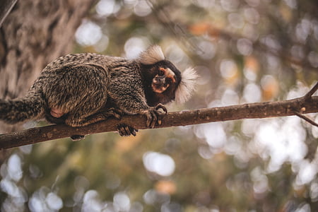mico, Sagui-de-, vida selvagem, macaco, Brasil, paisagem, animais