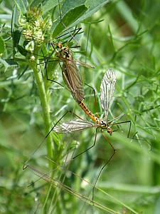 típula, tipulidae, 巨大な蚊, 昆虫の交尾, bíchos, 区 quadrifaria