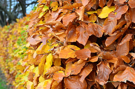 Есен, листа, сезони, червен, Ориндж, жълто