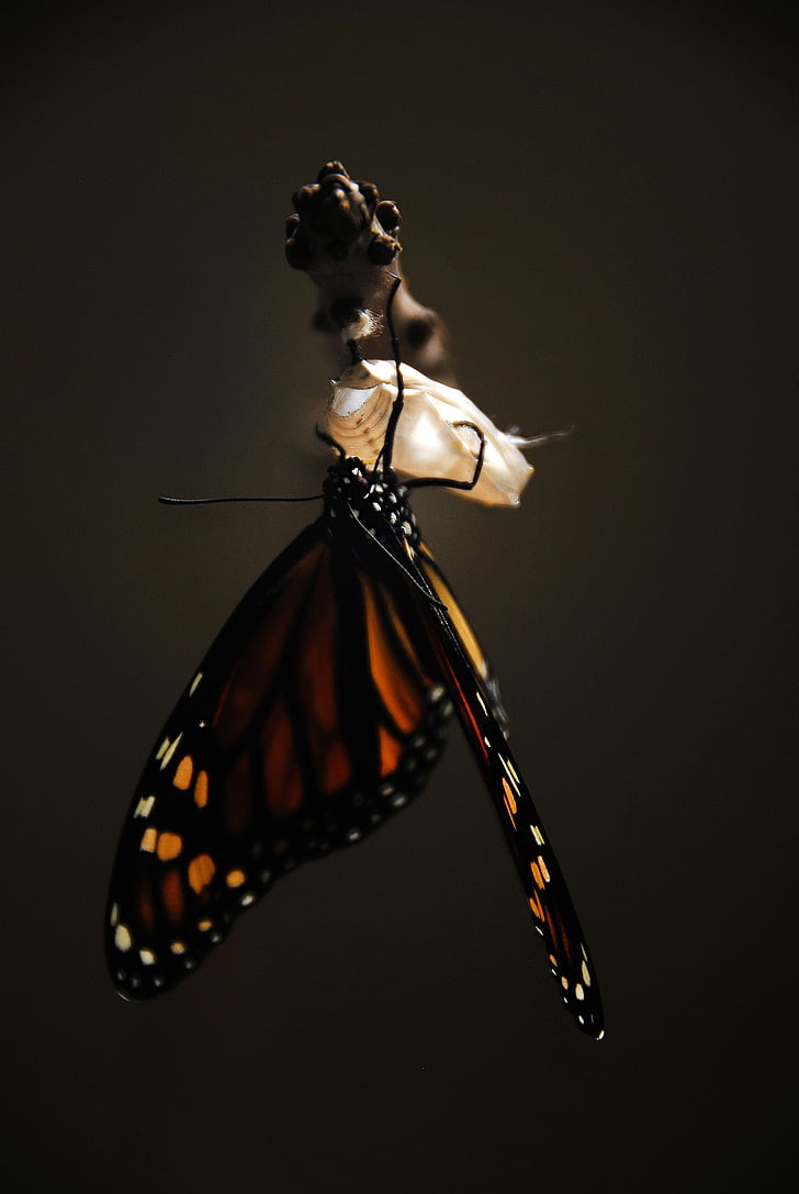 butterfly, monarch, monarch butterfly, insect, nature, wings, orange