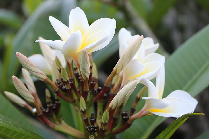 frangipani, Plumeria, blomst, anlegget, hvit, gul, naturlig