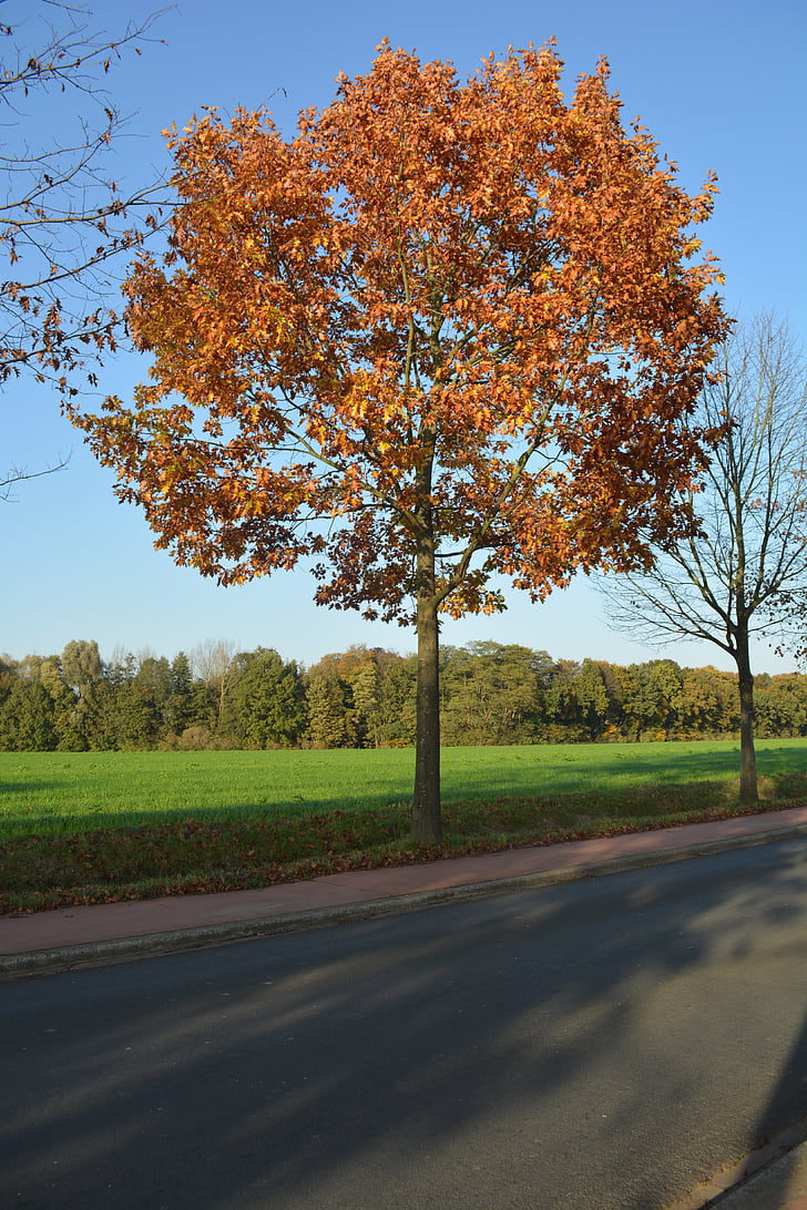 nature, automne, arbre, route