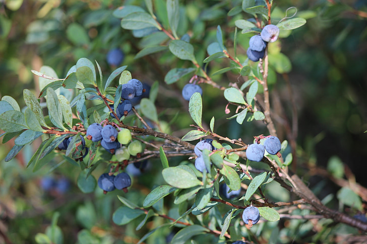 blueberry, blueberry twig, wild berry, twig, fruit, nature, branch