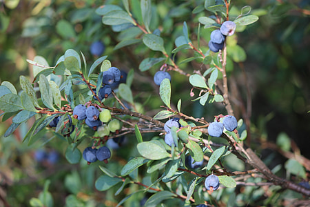 blueberry, blueberry twig, wild berry, twig, fruit, nature, branch