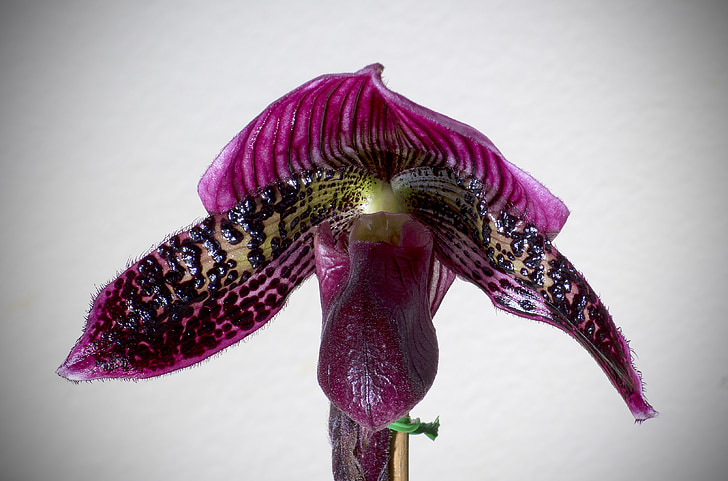 Paphiopedilum, Orkide, Bloom, çiçek