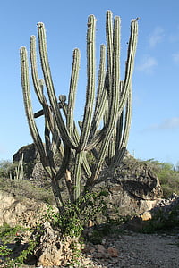Cactus, verde, sperone, fico d'India, natura, pianta, secco