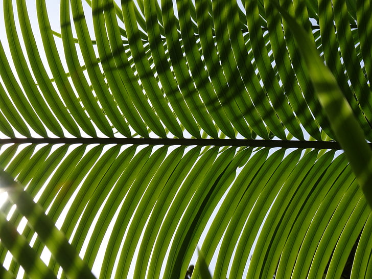 Palm, lehed, palmilehti, roheline