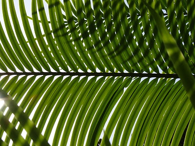 palmy, liść, liście palmowe, zielony