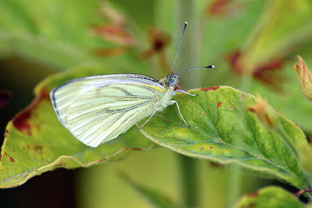 belo zelje, metulj, bela, bug, insektov, lepo, prosto živeče živali