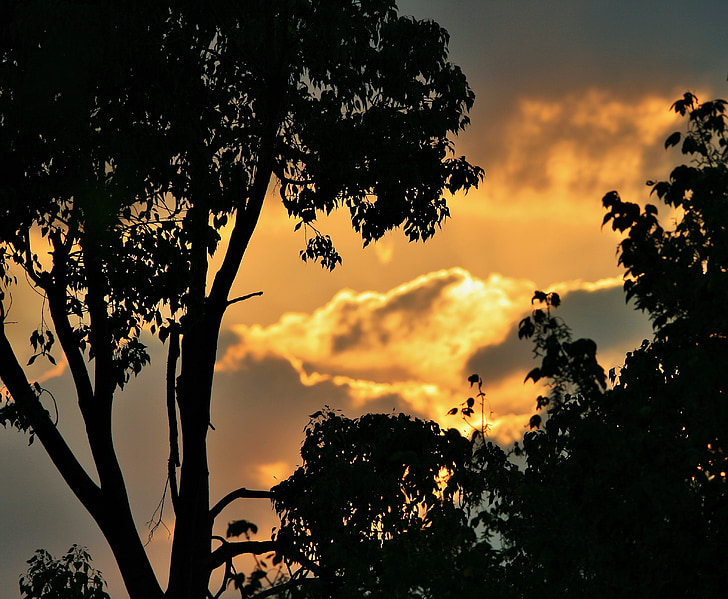 silueta de posta de sol, posta de sol, núvols, or, Daurada, resplendor, arbres
