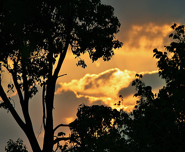 Sunset silueta, západ slnka, oblaky, Gold, pozlátená, žiara, stromy