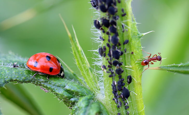 ladybug, beetle, coccinellidae, insect, nature, red, points