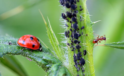 ladybug, beetle, coccinellidae, insect, nature, red, points